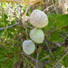 Image result for Coccinia sessilifolia