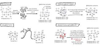 Image result for Pachylobus osika