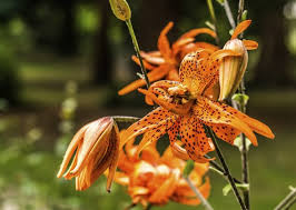 While flowers derived from the lily family are toxic to many species of animals, the most common lily that we all know and love is toxic to cats only. 8 Plants That Are Poisonous To Cats And Dogs Ovsh