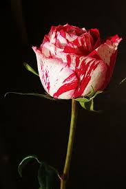 In fact, that's what happened. My Favourite Flower Beautiful Roses Colorful Roses Container Gardening Flowers