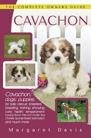 Ukpets found 0 cavachon for adoption and rehome in the uk based on your search criteria. Cavachon The Complete Owners Guide Cavachon Dogs Puppies For Sale Rescue Breeders Breeding Training Showing Care Health Temperament Frise And Cavalier King Charles Spaniel Davis Margaret 9781910915035 Amazon Com Books
