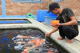 Sebelum memelihara ikan koi, tentunya kamu mempersiapkan kolam ikan terlebih dulu beserta pelengkapnya. Artikel Cara Memelihara Koi Bagi Pemula