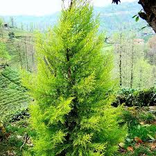 Image result for Cupressus macrocarpa
