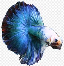 Also called siamese fighting fish, bettas are very popular pets. Bettaonbanner Blue Betta Fish Png Image With Transparent Background Toppng