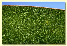 Image result for Tinnea eriocalyx