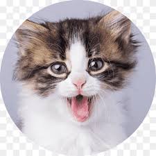 Ragamuffin Kedi Norvecli Orman Kedi Biyik Amerikan Curl Ege Kedi Ayak Portre Memeli Kedi Gibi Memeli Etobur Png Pngwing