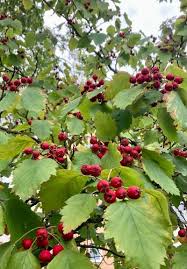 Image result for Crataegus