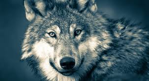 American heritage® dictionary of the english language, fifth. Gray Wolves Debate Should They Be Removed From Endangered Species List Wral Techwire