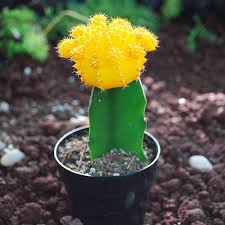 One of about 80 species of cacti originally from south america, red top cactus, (gymnocalycium mihanovichii var. Serendipity Army S Amino
