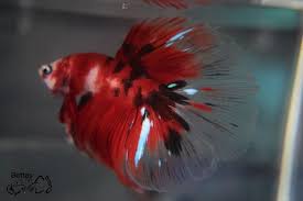 Pin By Betta Just Splendid Llc On Betta Betta Fish Pet Sea Creatures