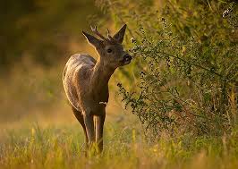 Image result for roe deer