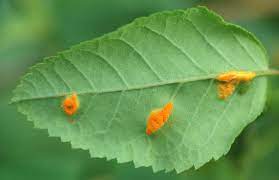 Maybe you would like to learn more about one of these? Rose Rosa Spp And Hybrids Rust Pacific Northwest Pest Management Handbooks