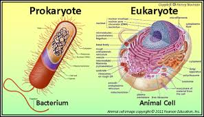 They both can be differentiated on the basis of the presence of plant cells are responsible for performing the function of photosynthesis. What Is The Difference Between Animal Cell Cultures And Microbial Cultures Quora