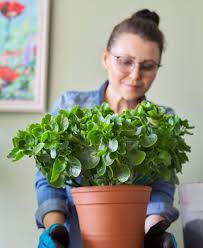 Image result for Kalanchoe