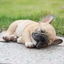 Champ english bulldogs breeders has english bulldog puppies for sale from world champion & international champion english bulldog bloodlines french bulldog breeder serving florida, south florida and surrounding areas offering standard color and exotic colored frenchie puppies for sale. French Bulldog Statue Outdoor Wayfair
