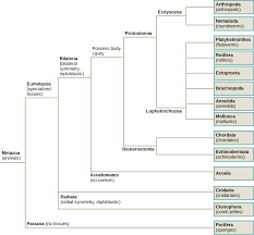 Features Used To Classify Animals Biology Ii