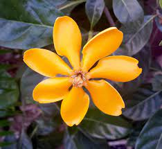 Golden Gardenia A Few Days Old Gardenia Tubifera They Bloom A Lovely Ivory Color And Turn To This Beautiful Orange Yellow Over A Fe Bloom Ivory Color Flowers