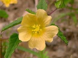 Image result for Sida spinosa