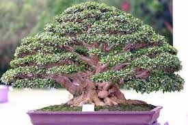 Learning How To Take Care Of Bonsai Tree Is An Obvious Action Of Your Interest This Miniature Tree Is Significant To Many Bonsai Bonsai Tree Bonsai Tree Care