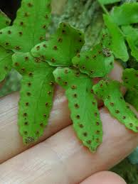 Image result for Arthropteris palisotii