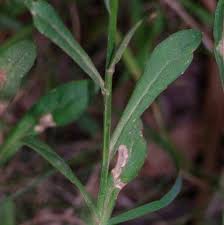 Wahlenbergia multicaulis | branching bluebell date: Branching Bluebell Grasslands