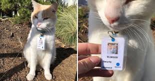 Cat Hired As Hospital Security Guard And Got His Own Staff Id Badge In 2020 Id Badge Best Funny Pictures Security Guard