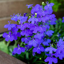 Image result for Lobelia erinus