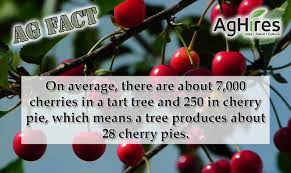 How to identify cherry trees. A Cherry Tree Has About 7 000 Tart Cherries