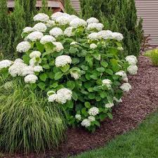 Instead of throwing out your bouquet of hydrangeas when its colors start to turn muted, simply cut the hydrangea heads off and let them dry out. Annabelle Hydrangeas For Sale Fastgrowingtrees Com