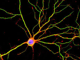 Image result for Neuron