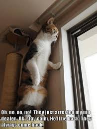 Stay Calm Lolcats Lol Cat Memes Funny Cats Funny Cat Pictures With Words On Them Funny Pictures Lol Cat Memes Lol Cats