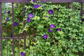 Image result for Thunbergia laborans