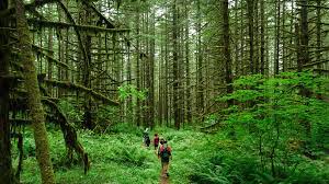 Check spelling or type a new query. 10 Best Hikes In Oregon Insider Guide Top Trails In 2021