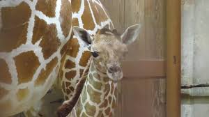 Memphis Zoo Welcomes New Baby Giraffe