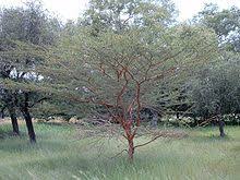 Vachellia Seyal Wikipedia The Free Encyclopedia Trees To Plant Tree Tree Study
