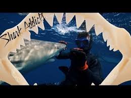 Complete tiger shark facts for kids with all the tiger shark information that you need. Diver Snags Tiger Shark Tooth From The Water Youtube