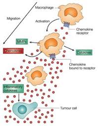 32 Best Chemokines Cytokines Images Signal Transduction