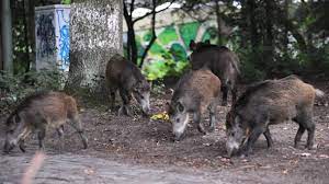 Wildschweine In Der Stadt Wie Gefahrlich Sind Sie