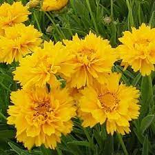 Early Sunrise Tickseed Buy Online, Best Prices
