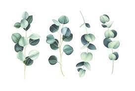 How To Care For A Eucalyptus Silver Dollar Plant Dollar Plant Eucalyptus Plant Indoor Silver Dollar Plant