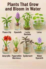 Image result for Litanthus pusillus