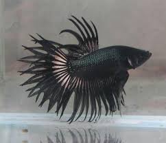 The best betta unboxing ever. Bettaben Bettaben Twitter