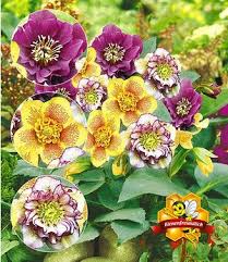 Mein Schoner Garten Bienenfreundliches Staudenbeet 21 Pflanzen Gunstig Online Kaufen Mein Schoner Garten Shop Christrose Pflanzen Staudengarten