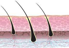 A variety of vitamins —especially vitamin a, vitamin c, vitamin d, and vitamin e —have a hand in hair and scalp health. Can Vitamin D Deficiency Cause Hair Loss Art Of Yoga