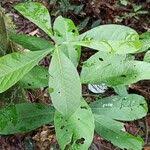 Image result for Ritchiea