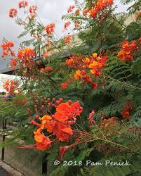 Caesalpinia pulcherrima is a species of flowering plant in the pea family fabaceae, native to the tropics and subtropics of the americas. Plant This Pride Of Barbados Caesalpinia Pulcherrima Digging