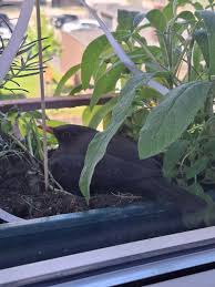 Image result for Flyte Blackbird Nest Box