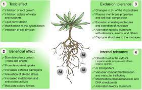 Frontiers Aluminum A Friend Or Foe Of Higher Plants In Acid Soils Plant Science