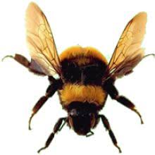 Bee Png Image Free Bee Picture Png Download Bumble Bee Bee Bee Facts