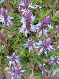 Image result for Coleus caninus